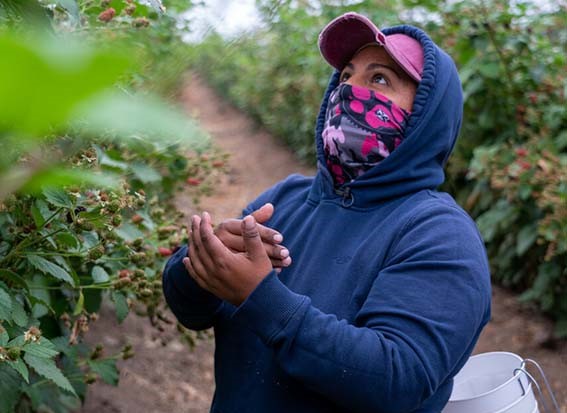 Amada Jimenez harvests berries as a farm worker in California  — a job that is fast-paced and physically demanding. Berries are so delicate that each one must be hand-picked, and Jimenez’s paycheck is determined in part by how many boxes she can fill.