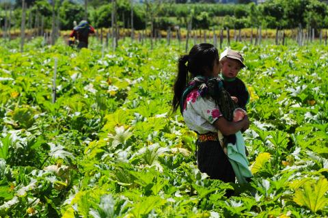A mother carries her child in a crop field in Guatemala