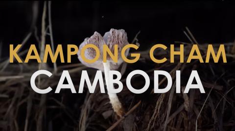 World Hope International Cambodia Mushroom Farming  