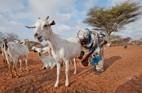 Battling climate change goats Kenya Concern Worldwide