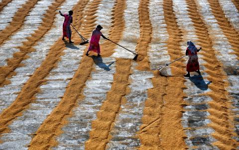Women working in paddy fields
