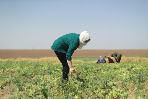 Woman working in a field in Syria.